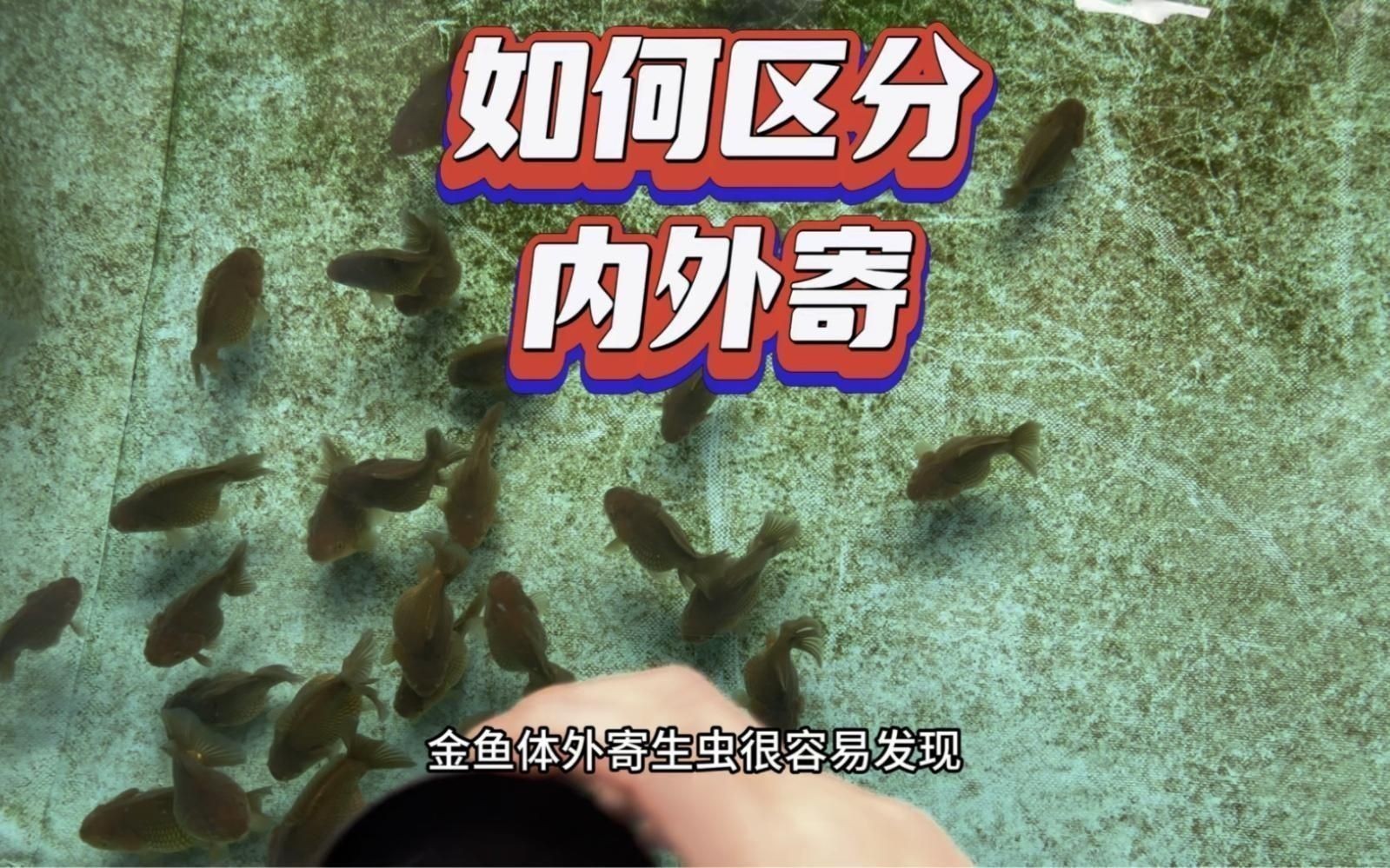 如何判斷魚是否感染了內寄？