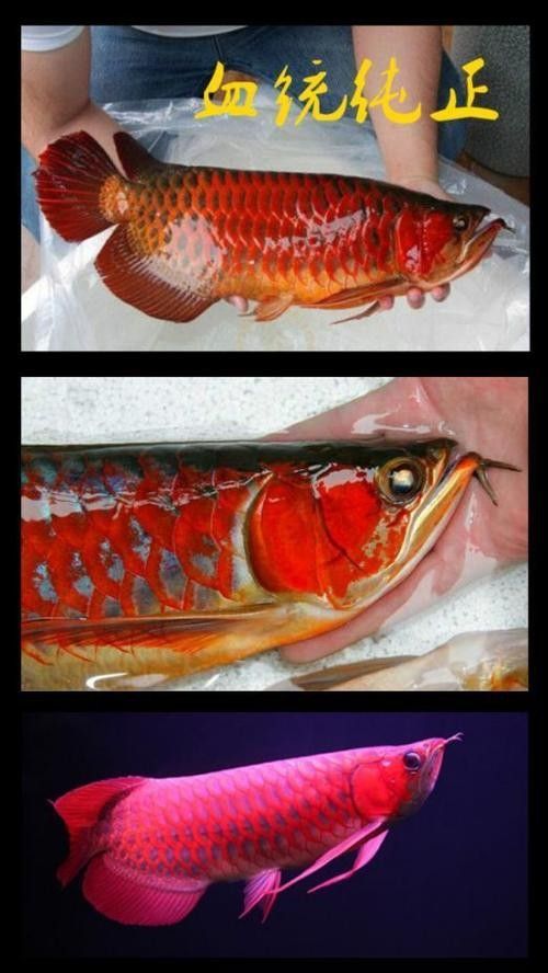 龍魚分類圖片大全大圖欣賞