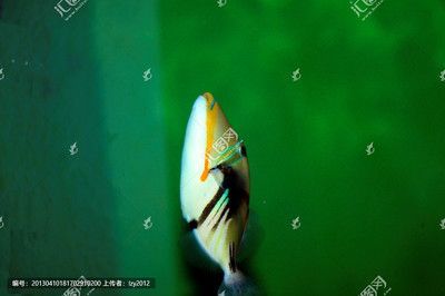 關刀魚和龍魚混養：關刀魚和龍魚可以混養嗎？