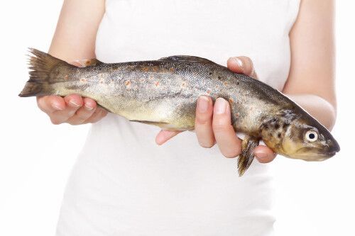 關刀魚和龍魚混養：關刀魚和龍魚可以混養嗎？