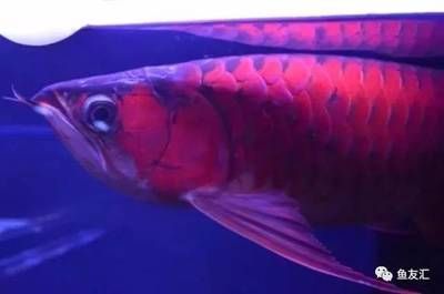 龍魚戰車體型圖解說：如何鑒別優質戰車龍魚