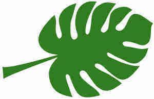 龍魚戰(zhàn)車體型圖解說(shuō)：如何鑒別優(yōu)質(zhì)戰(zhàn)車龍魚