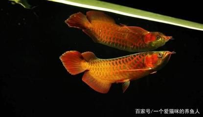 龍魚開什么顏色的燈：龍魚開什么顏色的燈，龍魚燈光與健康關系