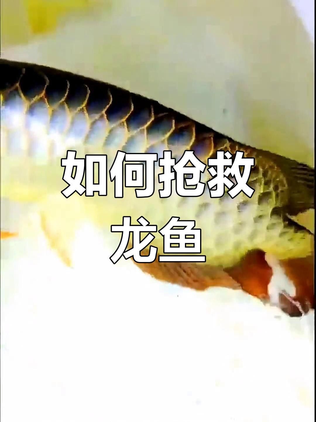 龍魚翻肚后多久內急救有效？