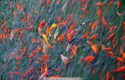 青龍魚的照片：青龍魚與紅龍魚的區(qū)別,