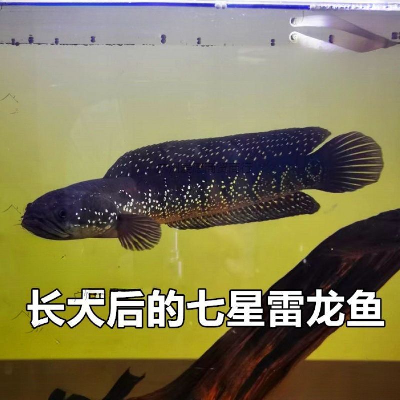 雷龍魚會(huì)吃錦鯉嗎（雷龍魚和錦鯉混養(yǎng)注意事項(xiàng)）