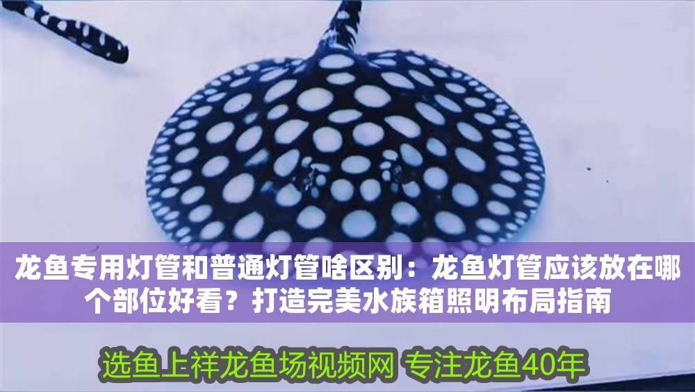 龍魚專用燈管和普通燈管啥區(qū)別：龍魚燈管應(yīng)該放在哪個(gè)部位好看？打造完美水族箱照明布局指南