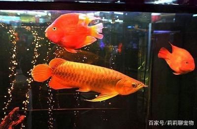 龍魚打架怎么辦：對于龍魚打架的問題，這里有幾種可能可能的解決方案