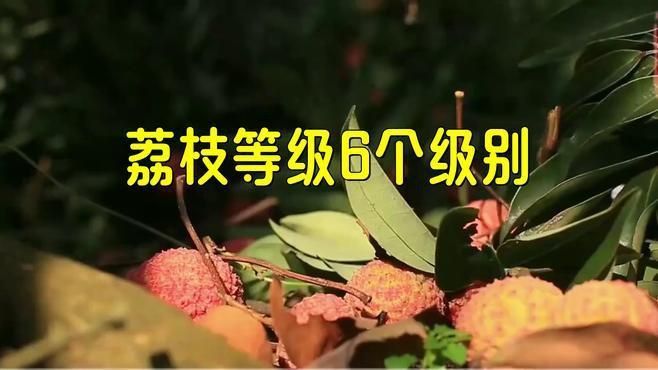 荔枝鳳冠魚屬于什么檔次