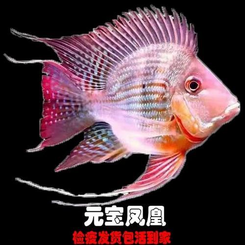 龍魚虎魚混養尺寸圖片大全