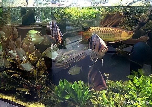 龍魚虎魚混養尺寸圖片大全