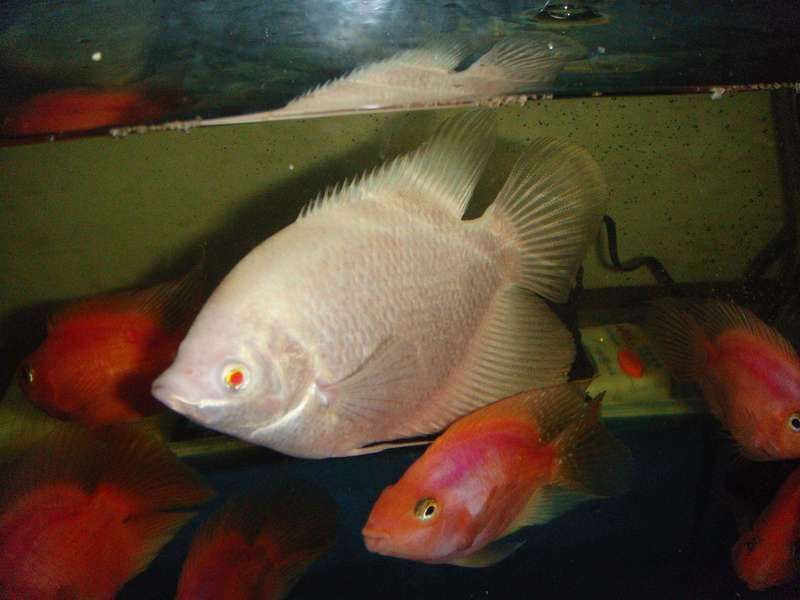 發財魚和銀龍魚混養