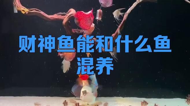 發財魚和銀龍魚混養