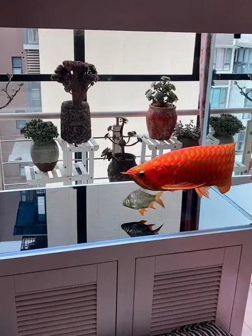 如何減少紅龍魚混養(yǎng)中的爭斗？