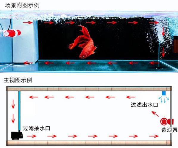如何減少紅龍魚混養(yǎng)中的爭斗？
