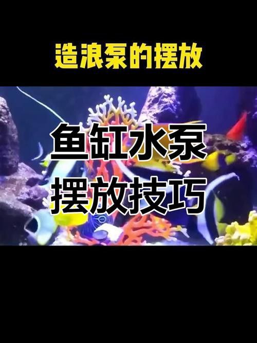 如何減少紅龍魚混養(yǎng)中的爭斗？