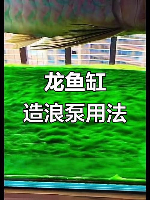如何減少紅龍魚混養(yǎng)中的爭斗？