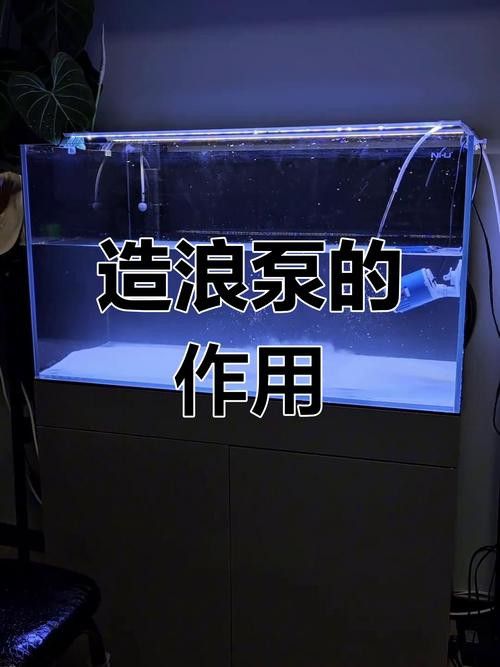 如何減少紅龍魚混養(yǎng)中的爭斗？