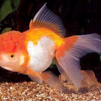 龍魚嘴巴撞破了有一塊肉怎么辦：龍魚嘴巴受傷怎么辦