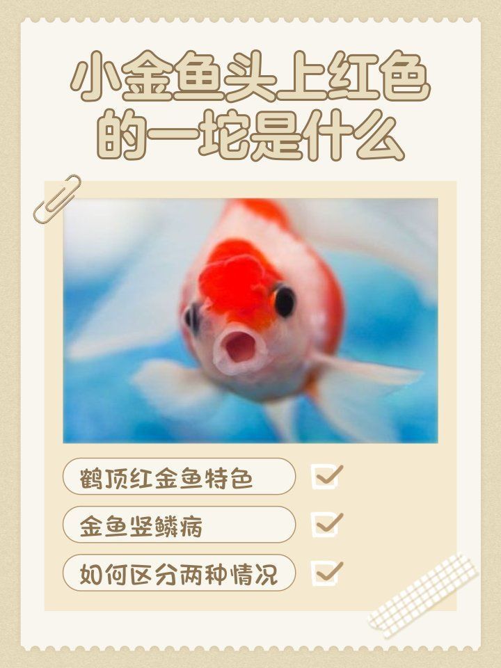 龍魚嘴巴撞破了有一塊肉怎么辦：龍魚嘴巴受傷怎么辦