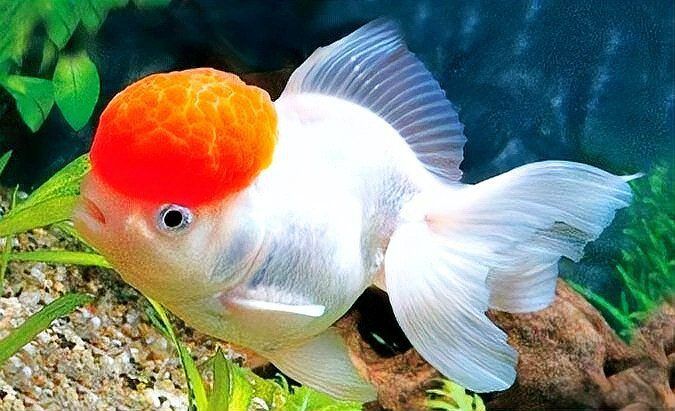 龍魚嘴巴撞破了有一塊肉怎么辦：龍魚嘴巴受傷怎么辦