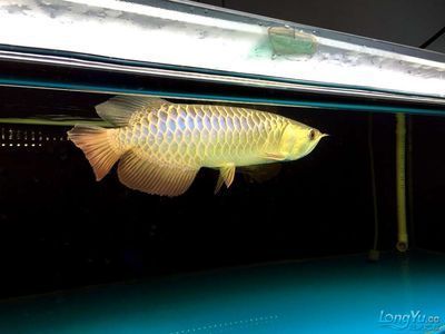 極品古典藍龍魚多少錢一條（極品古典藍龍魚最貴多少錢一條最貴的一條幾十萬）