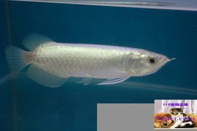 白金龍魚圖片大全