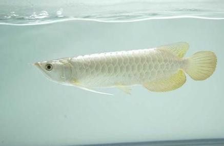 白金龍魚圖片大全