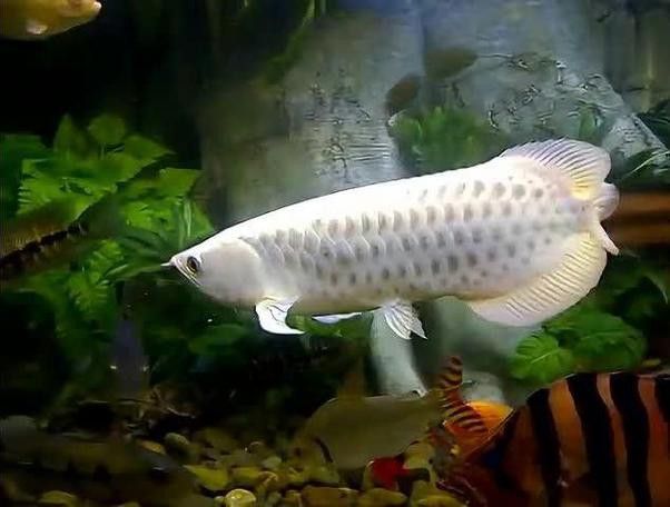 白金龍魚圖片大全