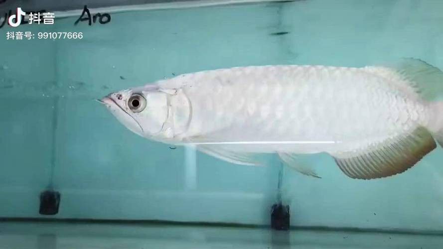 白金龍魚圖片大全