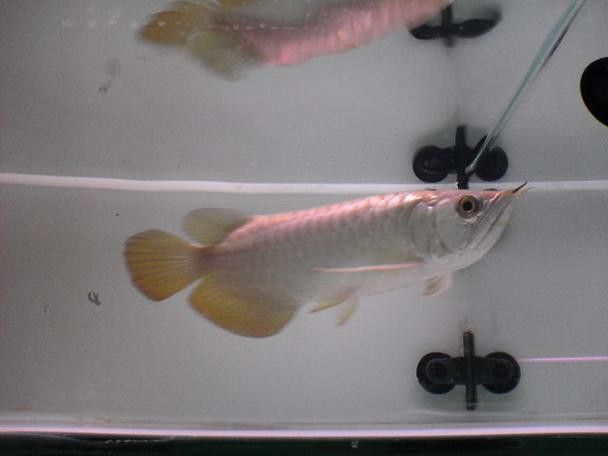 白金龍魚圖片大全