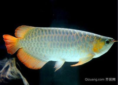 銀龍魚可以與雙線魚混養(yǎng)嗎（銀龍魚和雙線魚可以混養(yǎng)嗎？）