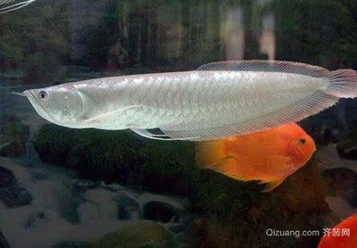 銀龍魚可以與雙線魚混養(yǎng)嗎（銀龍魚和雙線魚可以混養(yǎng)嗎？）