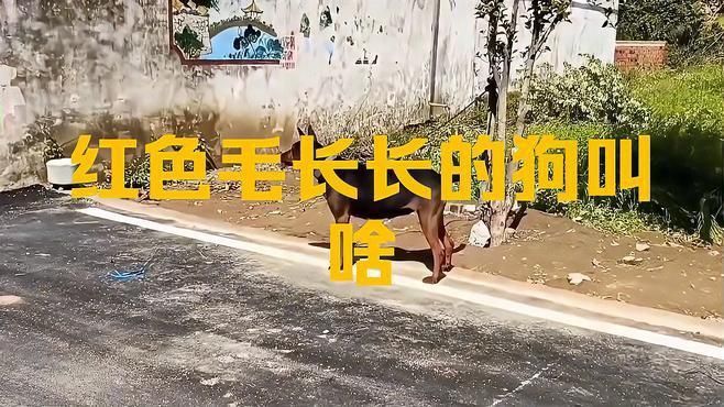 中國紅龍犬種有哪些知名品種？ 中國紅龍犬種有哪些知名品種？ 龍魚百科 第3張