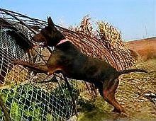 中國紅龍犬種有哪些知名品種？ 中國紅龍犬種有哪些知名品種？ 龍魚百科 第9張