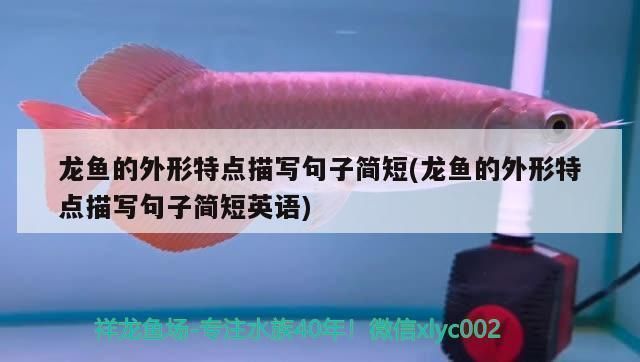 紅龍魚體型的描述句子有哪些（關(guān)于紅龍魚體型的描述）