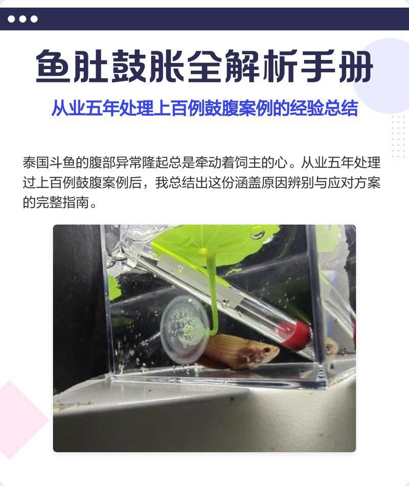 龍魚肚子脹氣鼓包
