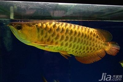 金龍魚的養殖方法視頻：新買的金龍魚怎么養