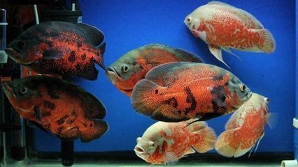 進口龍魚回國需要什么手續和證件：進口龍魚進口清關流程詳解進口龍魚許可證有效期查詢