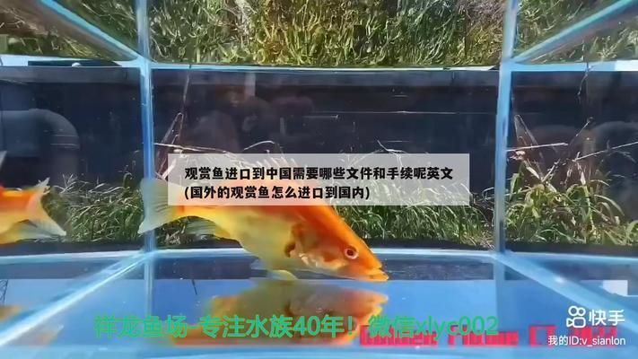 進口龍魚回國需要什么手續和證件：進口龍魚進口清關流程詳解進口龍魚許可證有效期查詢