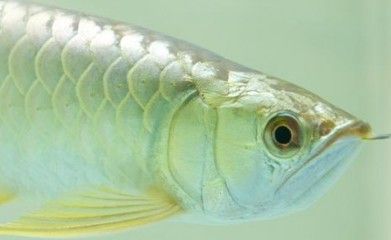 龍魚治療水霉病期間可以正常喂食嗎：在治療龍魚水霉病期間，飼養者需暫時停止喂食