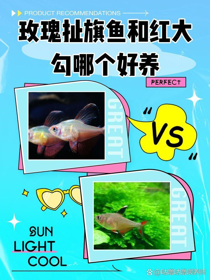 玫瑰扯旗魚好養嗎