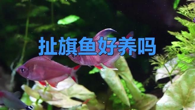 玫瑰扯旗魚好養嗎