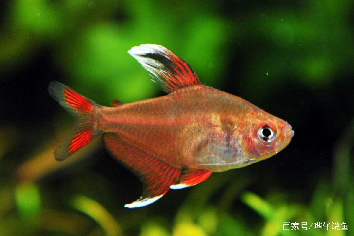 玫瑰扯旗魚好養嗎