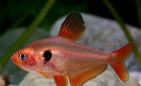 玫瑰扯旗魚好養嗎