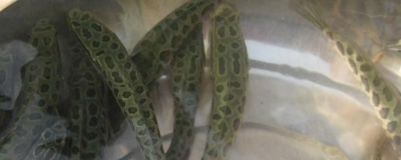 黑影道人魚的生活習性，關于黑影道人魚的一些生活習性