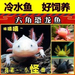 養龍魚需要24小時打氧嗎：養龍魚需要24小時打氧嗎，