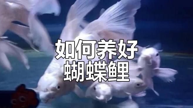 龍魚和蝴蝶鯉哪個好養(yǎng)