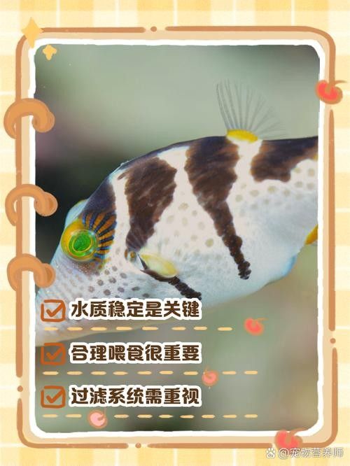 龍魚和蝴蝶鯉哪個好養(yǎng)