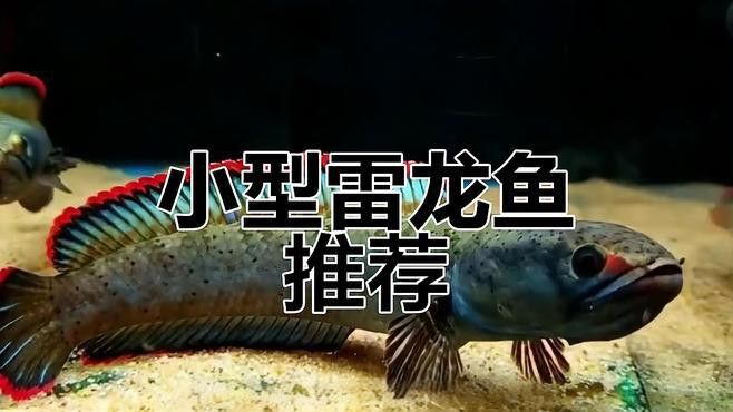 什么雷龍魚適合新手養五顆星